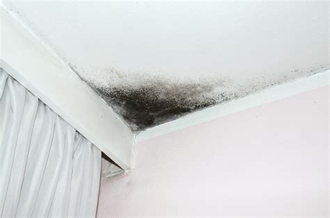 Black mold on ceiling. Things To Know About Black mold on ceiling. 